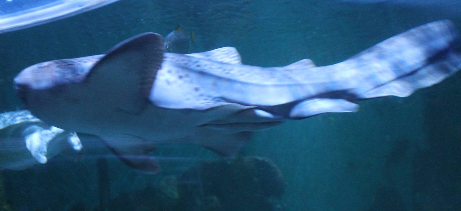 Zebra shark