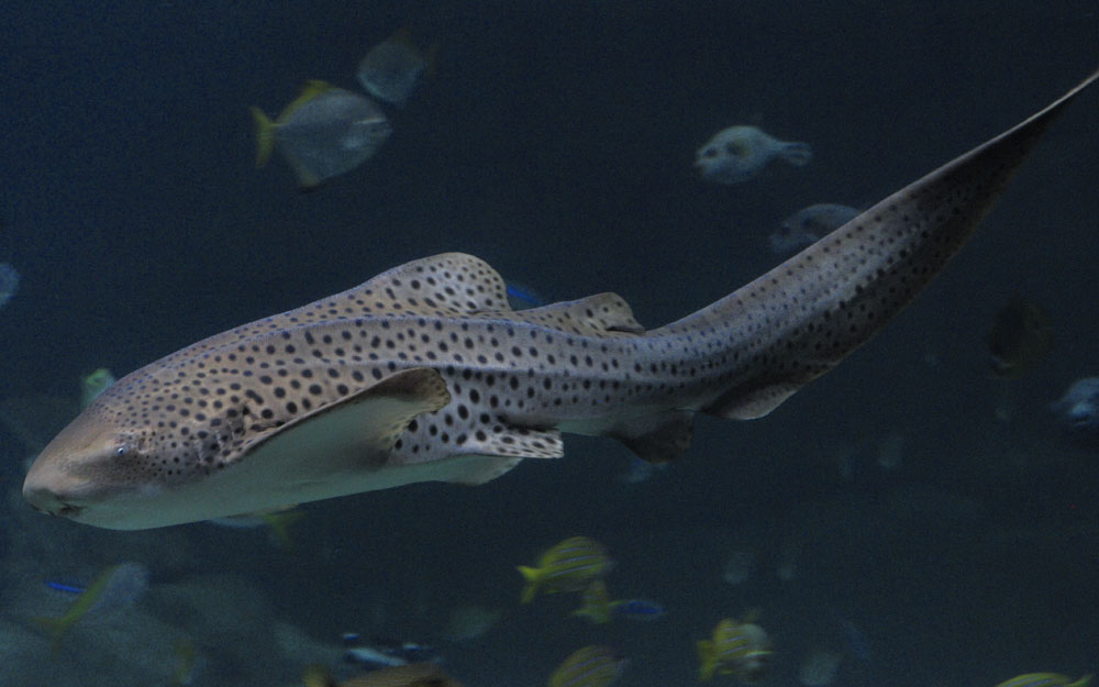 Zebra shark