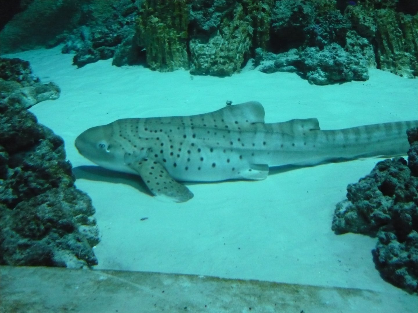Zebra shark