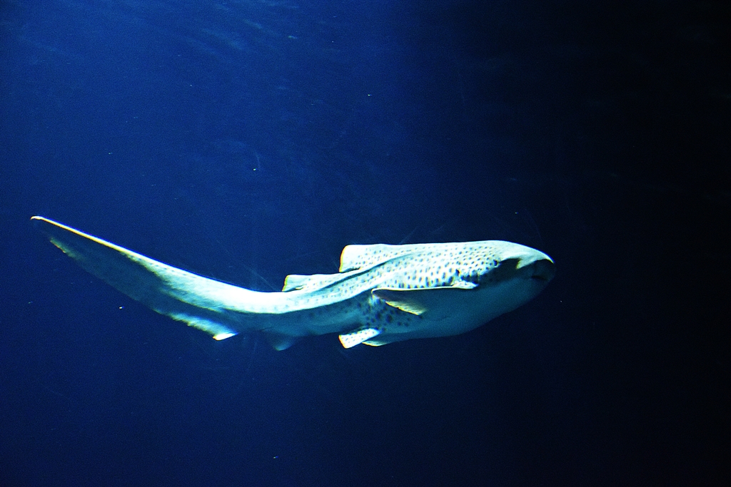 Zebra shark