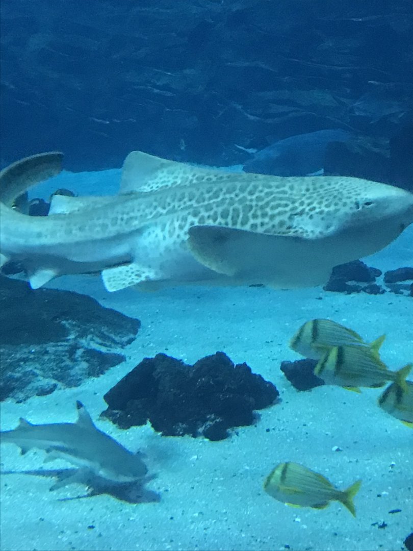 Zebra shark