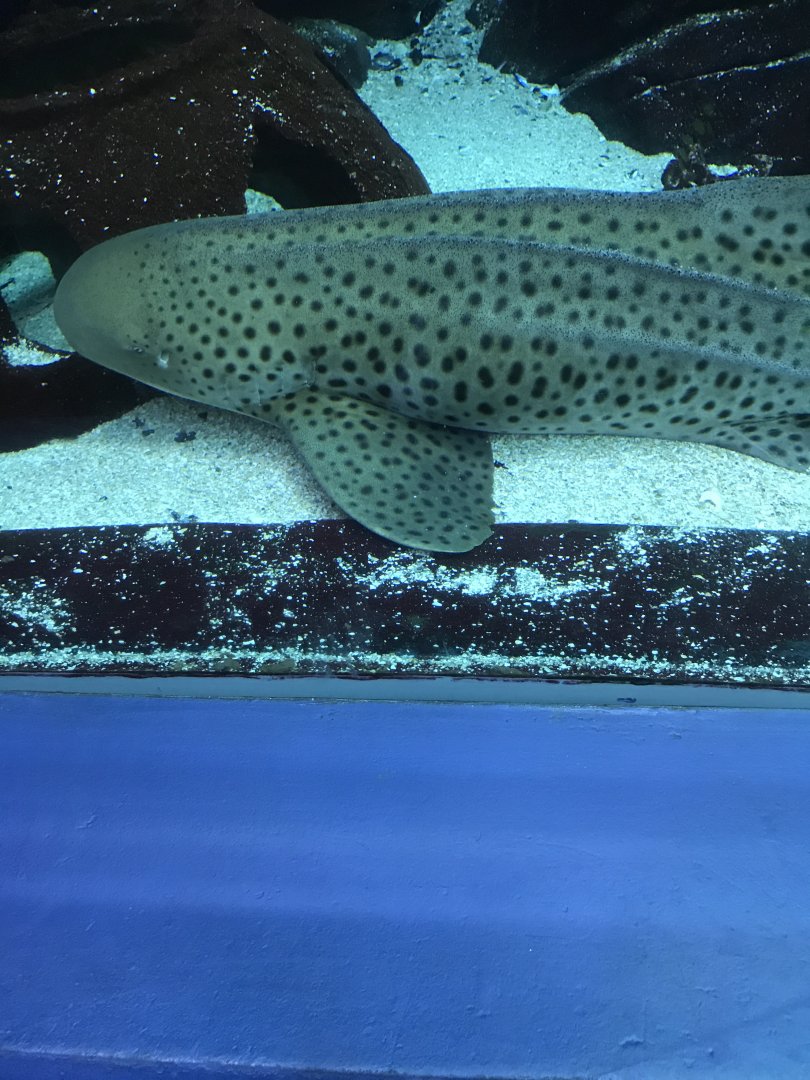 Zebra shark