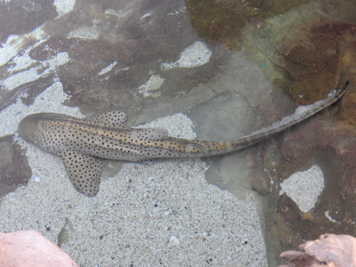 Zebra Shark
