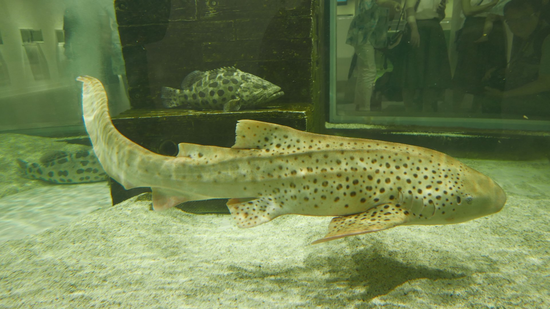 Zebra Shark