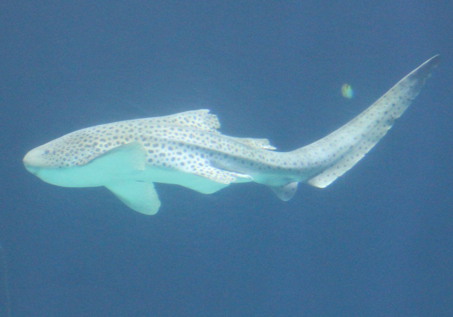 Zebra shark