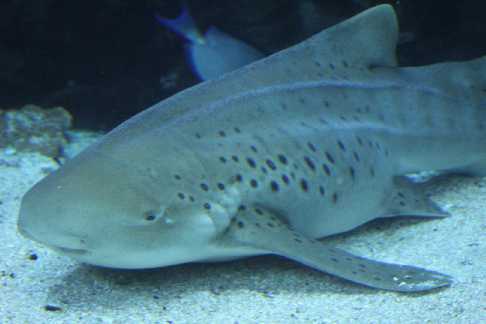 Zebra Shark