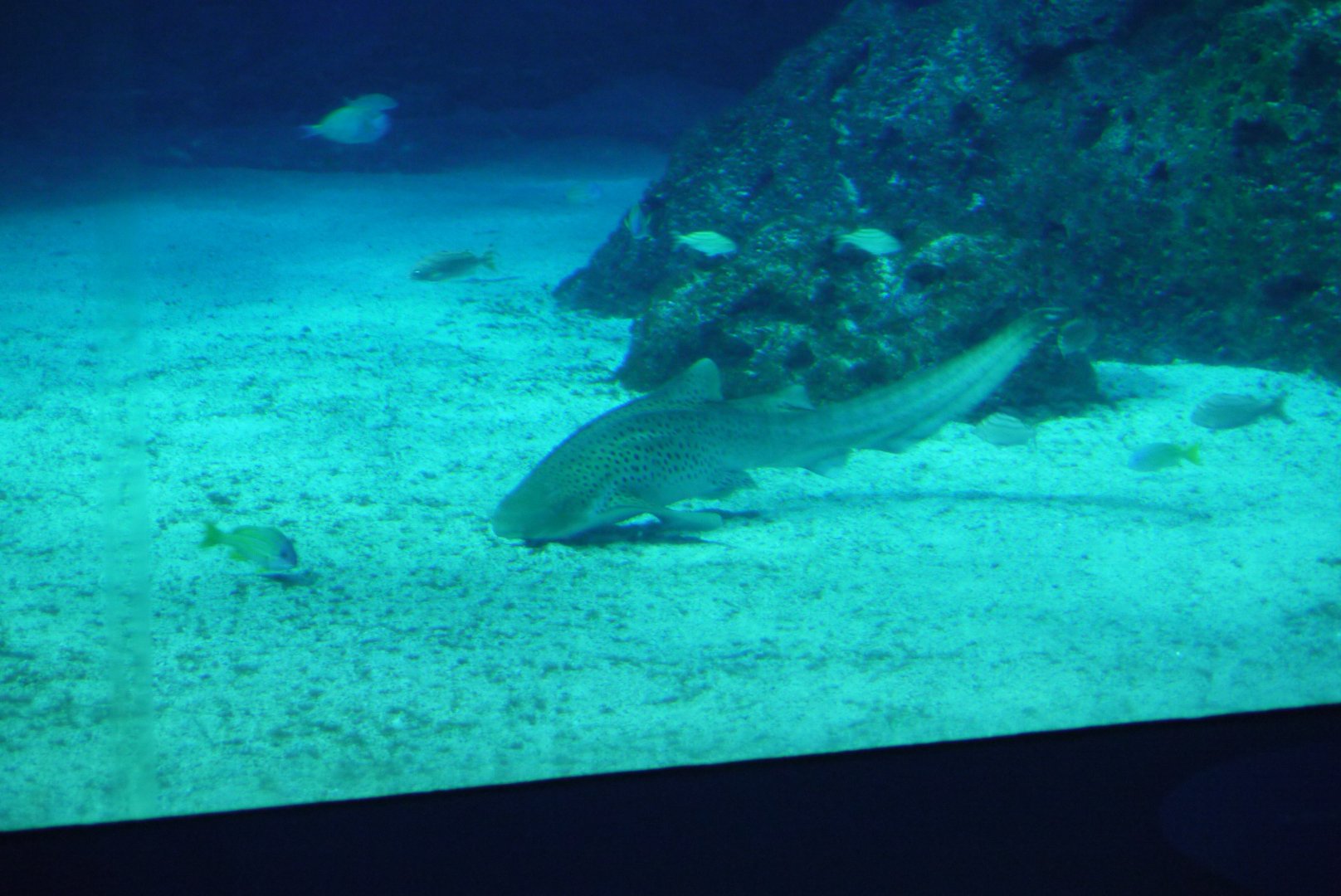 Zebra Shark
