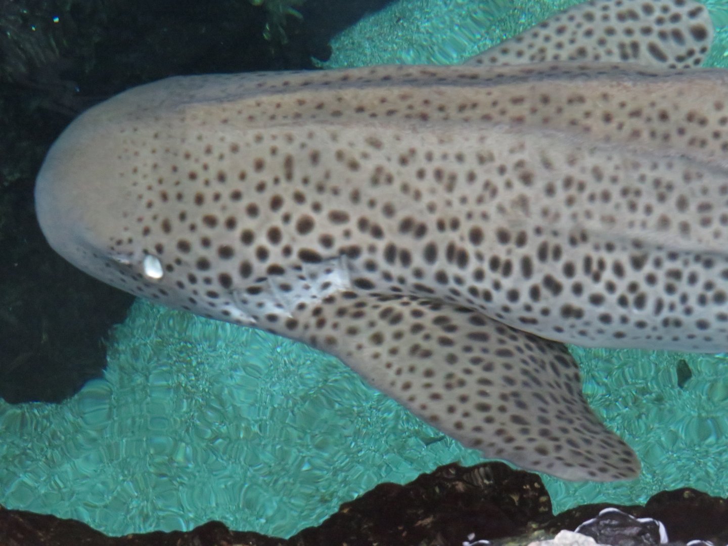 Zebra shark