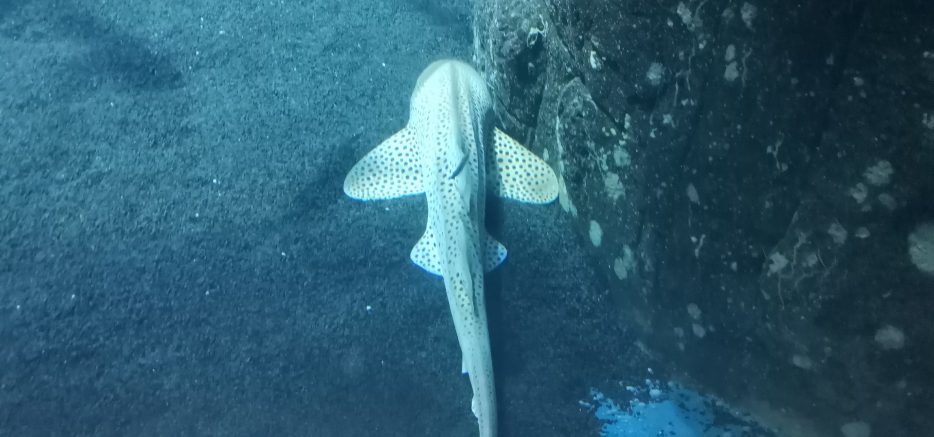 Zebra Shark