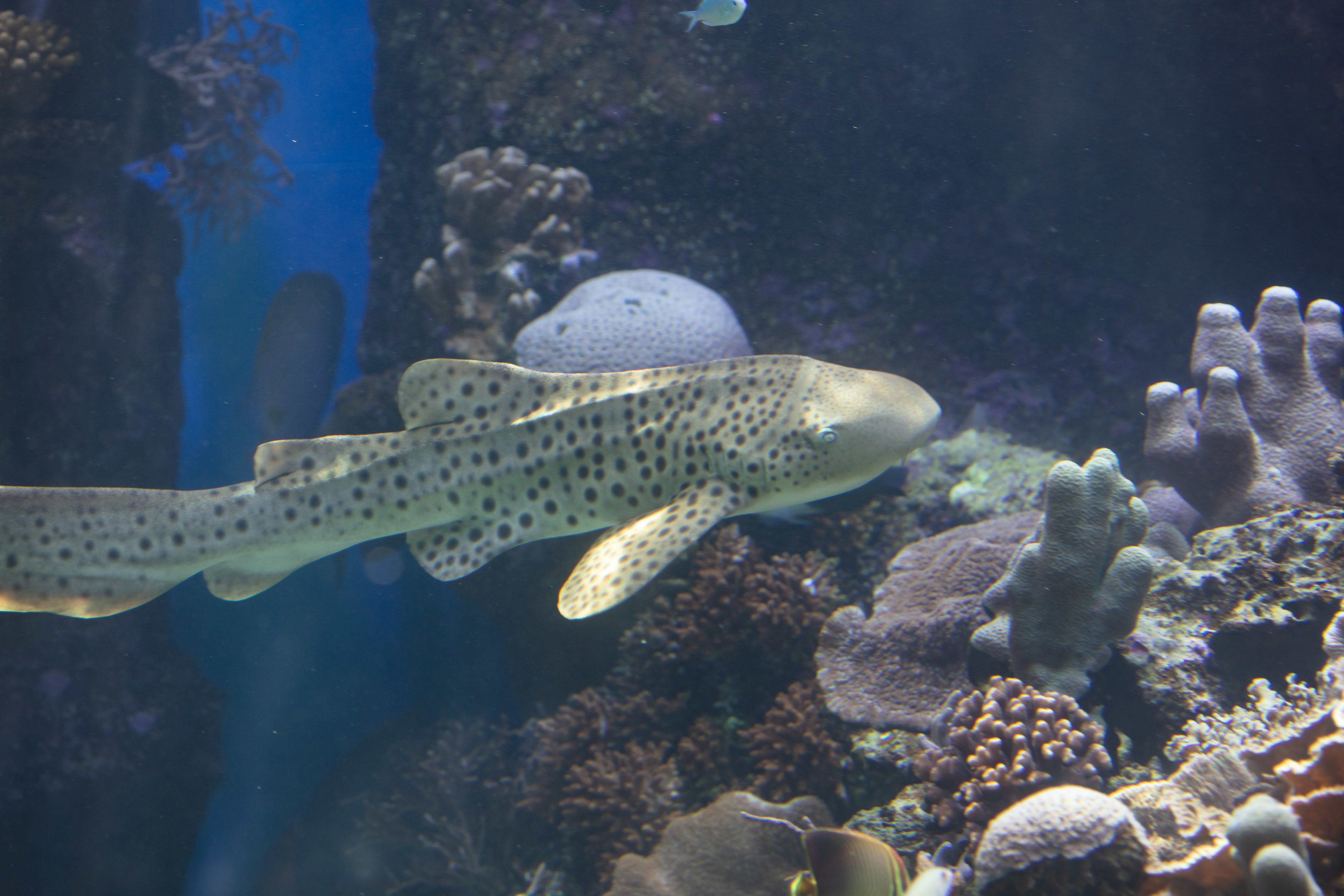 Zebra Shark