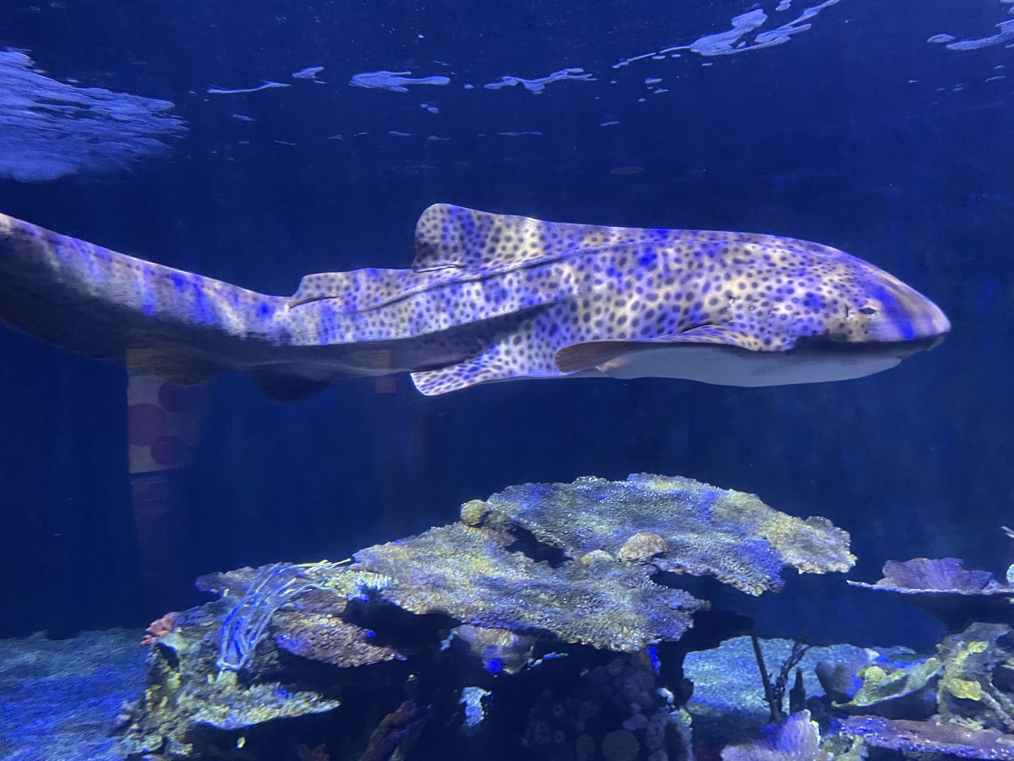 Zebra shark