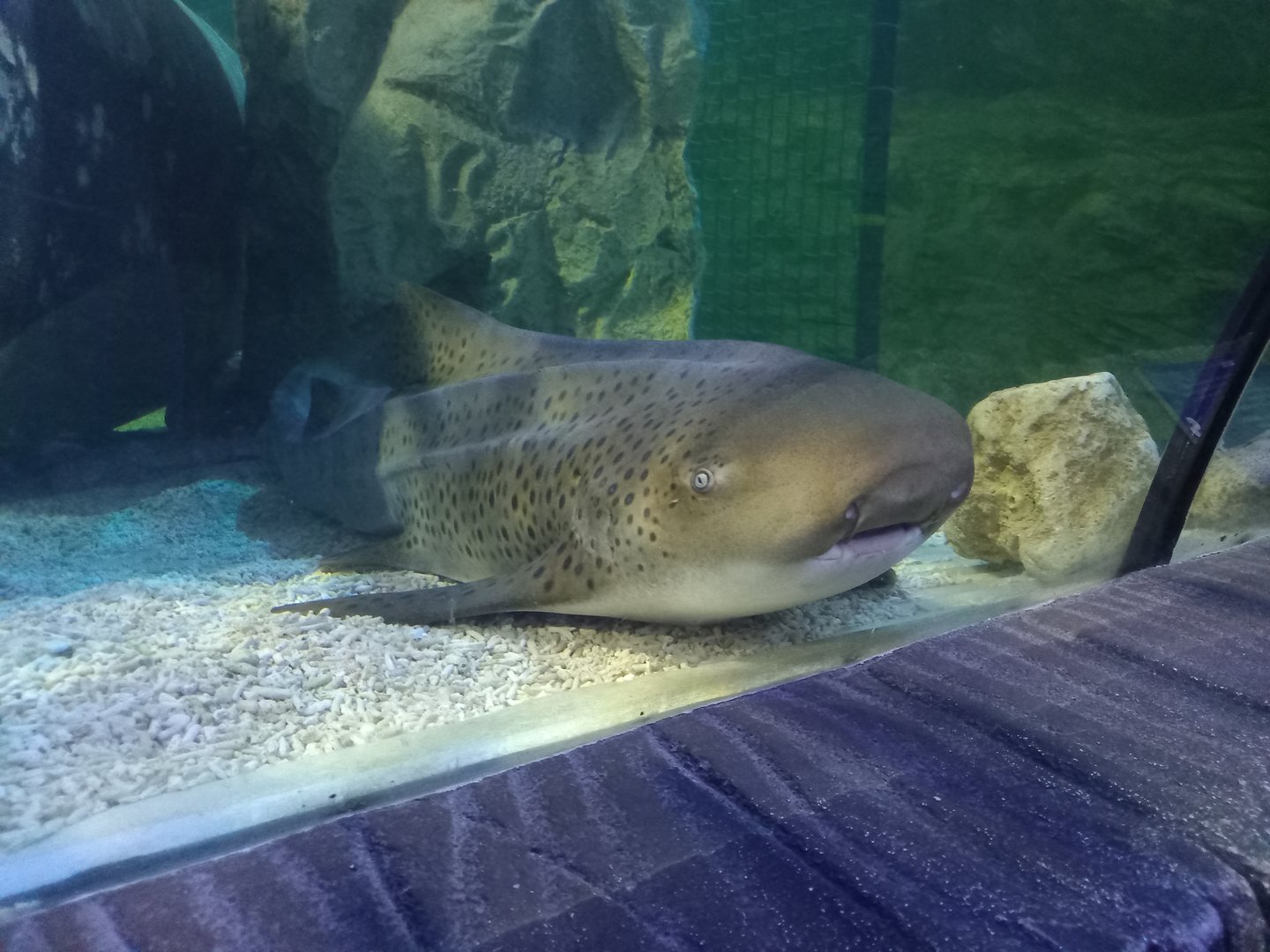 Zebra Shark