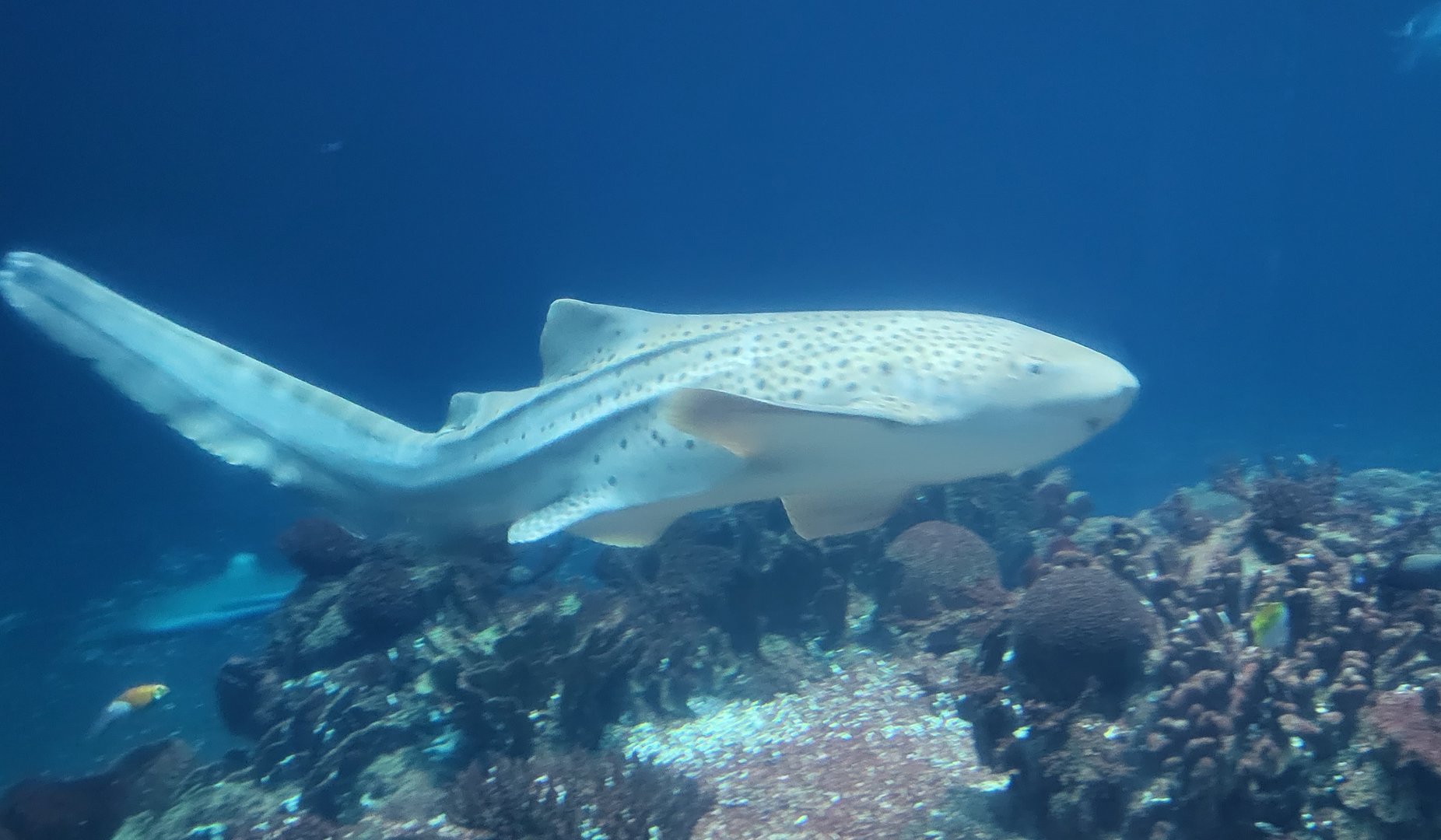 Zebra shark