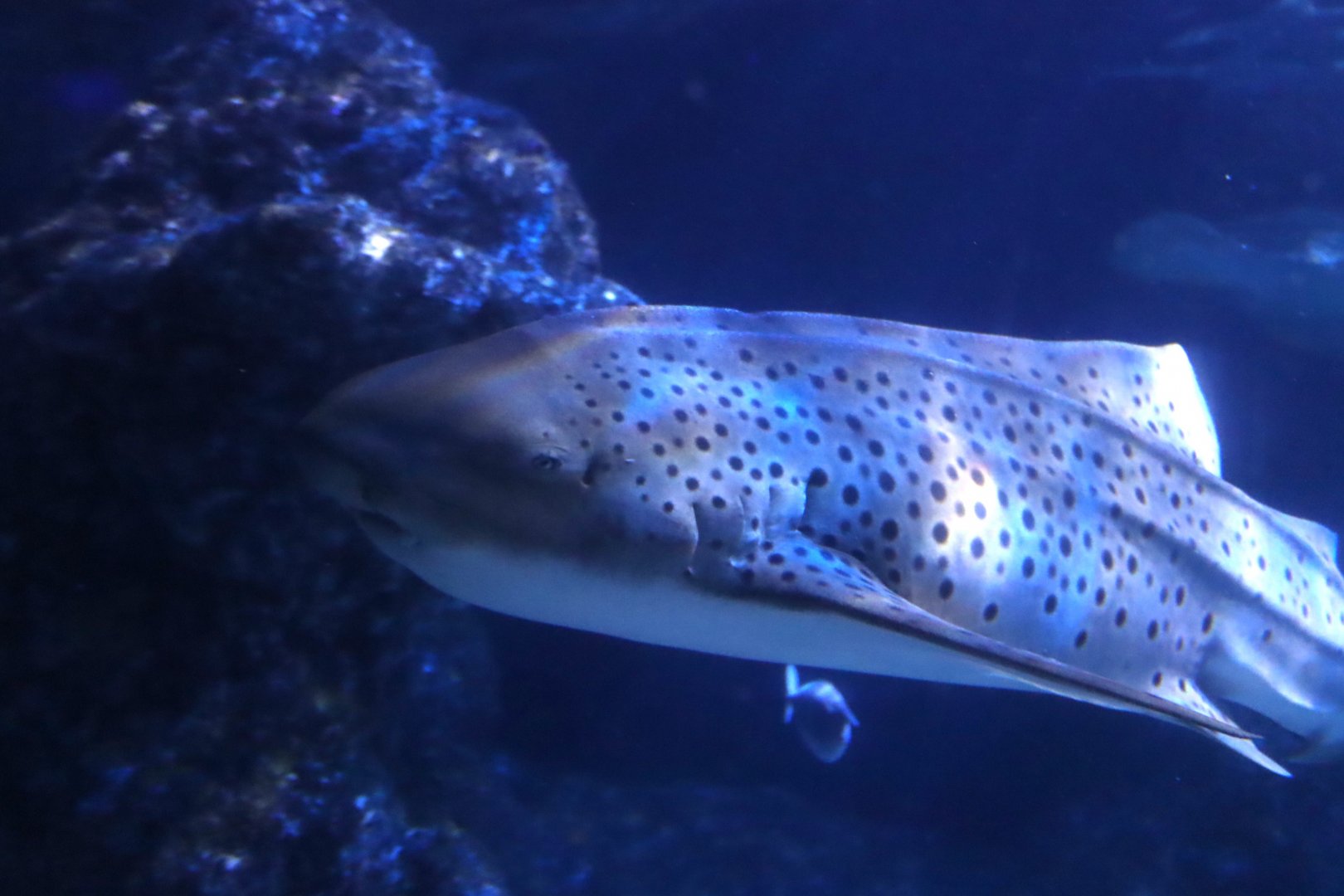 Zebra Shark
