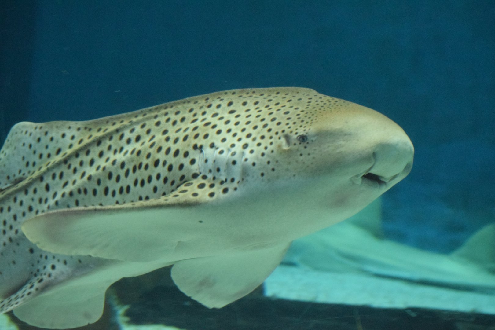 Zebra shark