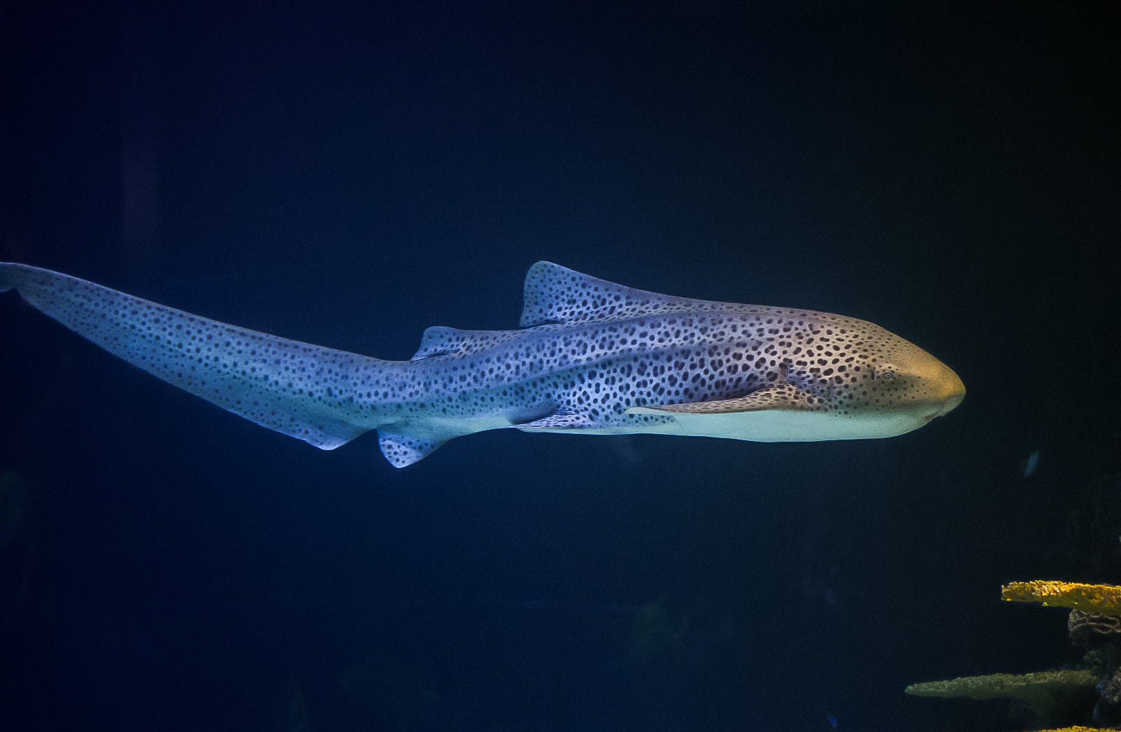 Zebra Shark