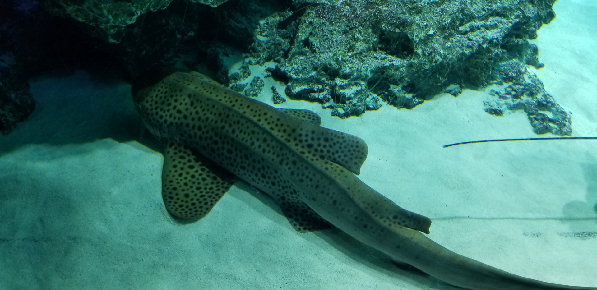Zebra Shark
