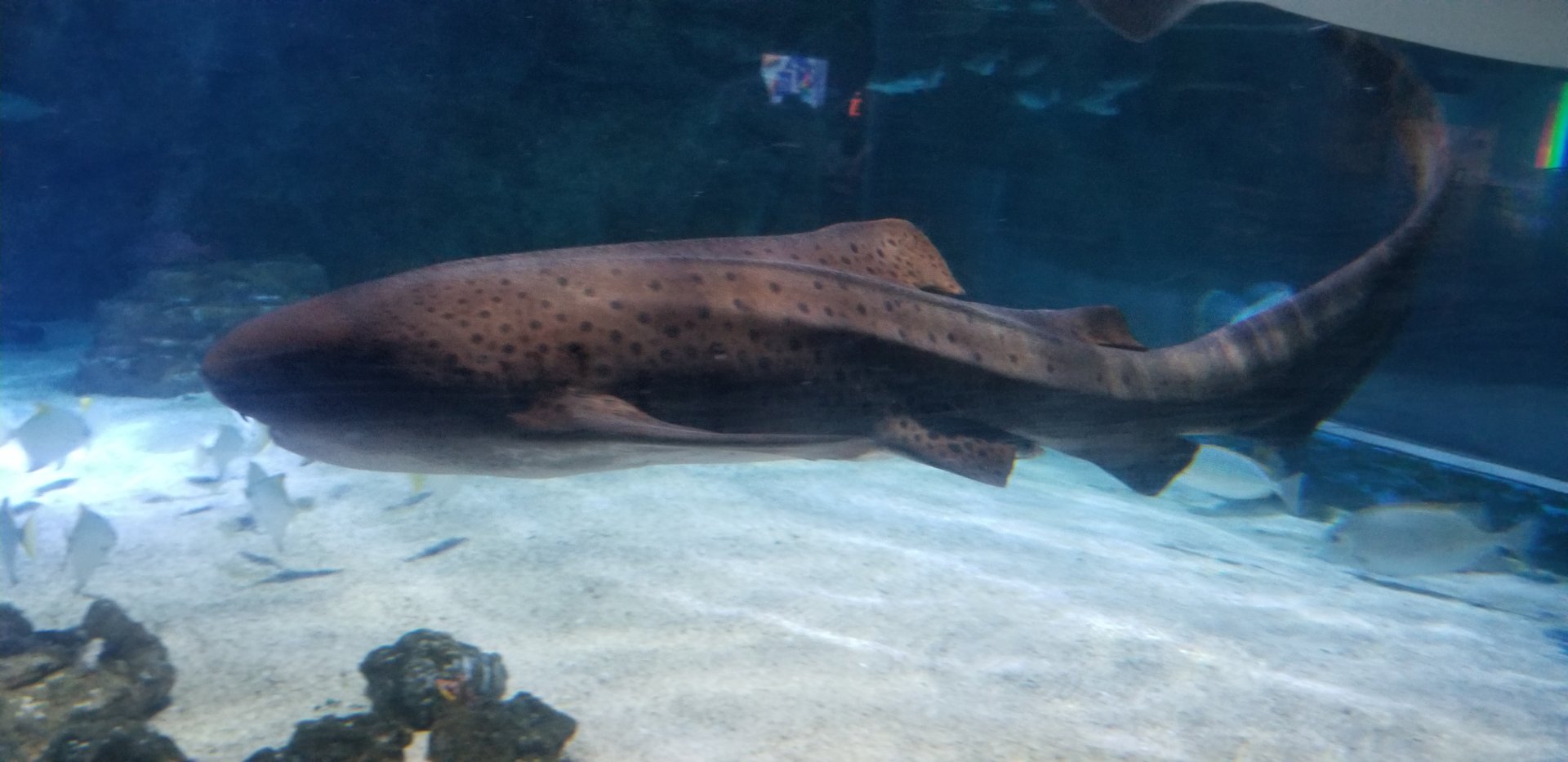 Zebra Shark