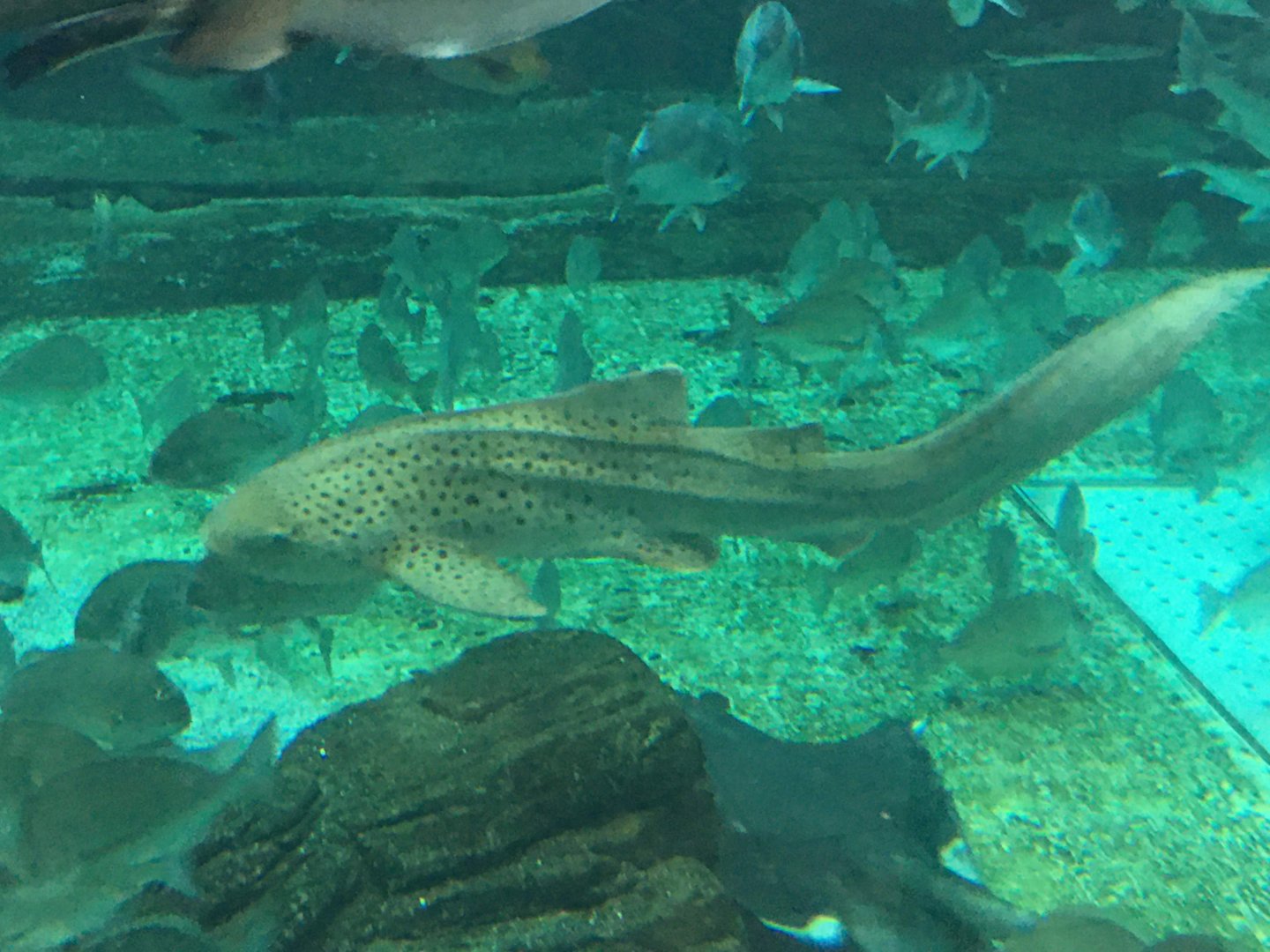 Zebra Shark