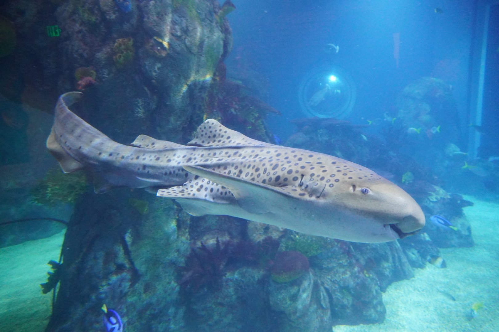 Zebra Shark