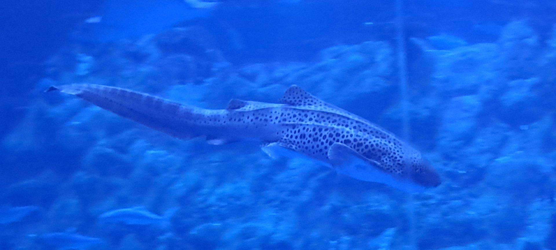 Zebra Shark
