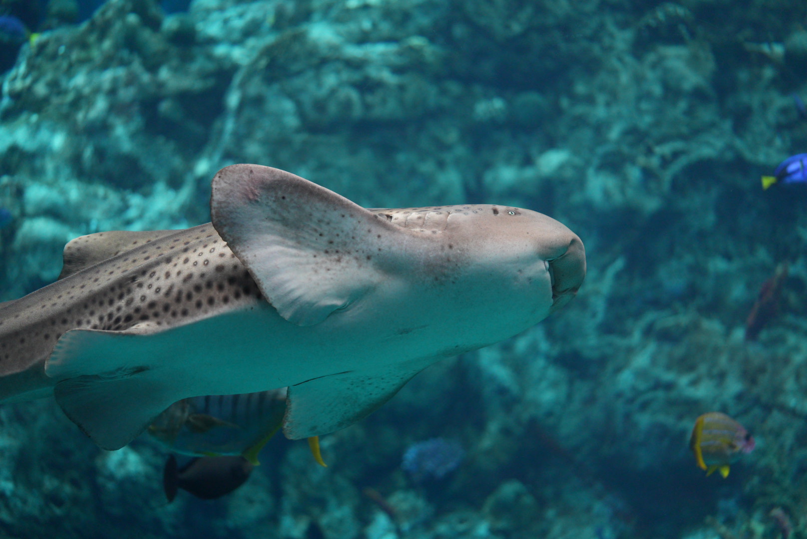 Zebra Shark