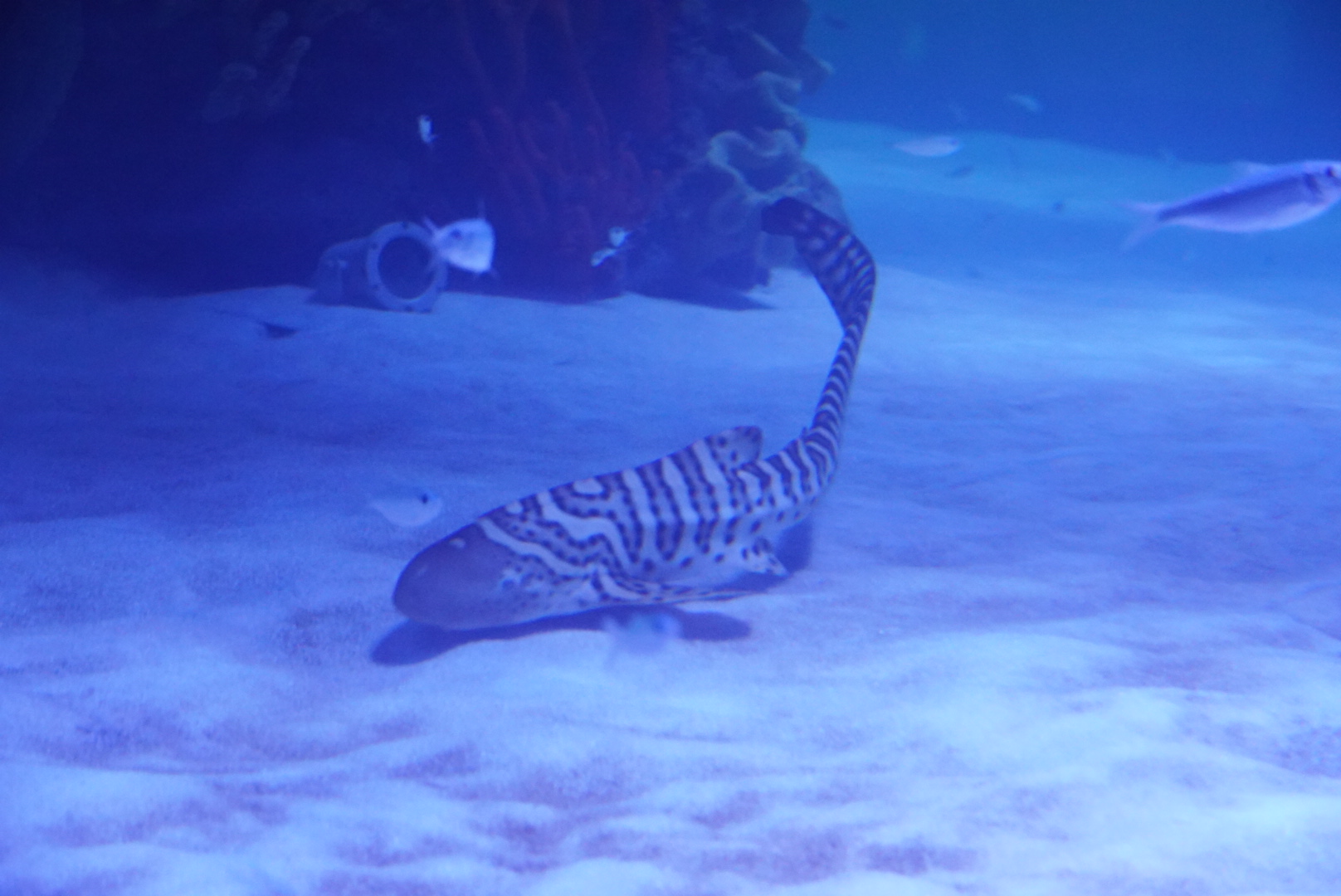 Zebra Shark