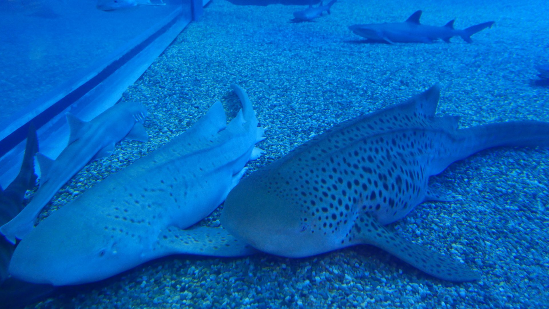 Zebra Sharks