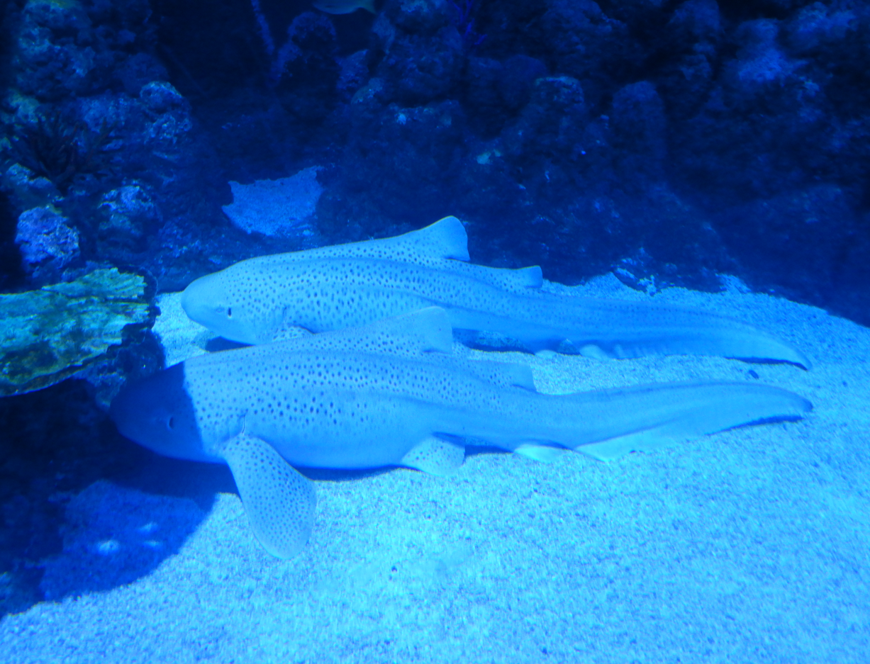 Zebra Sharks