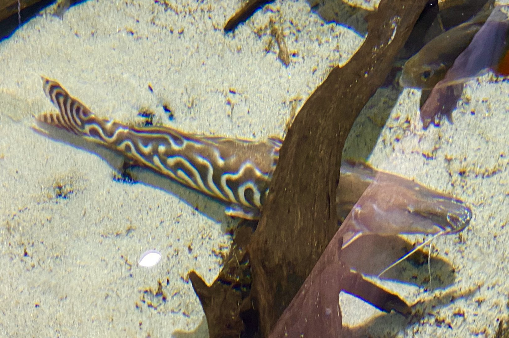Zebra Shovelnose (Brachyplatystoma tigrinum)