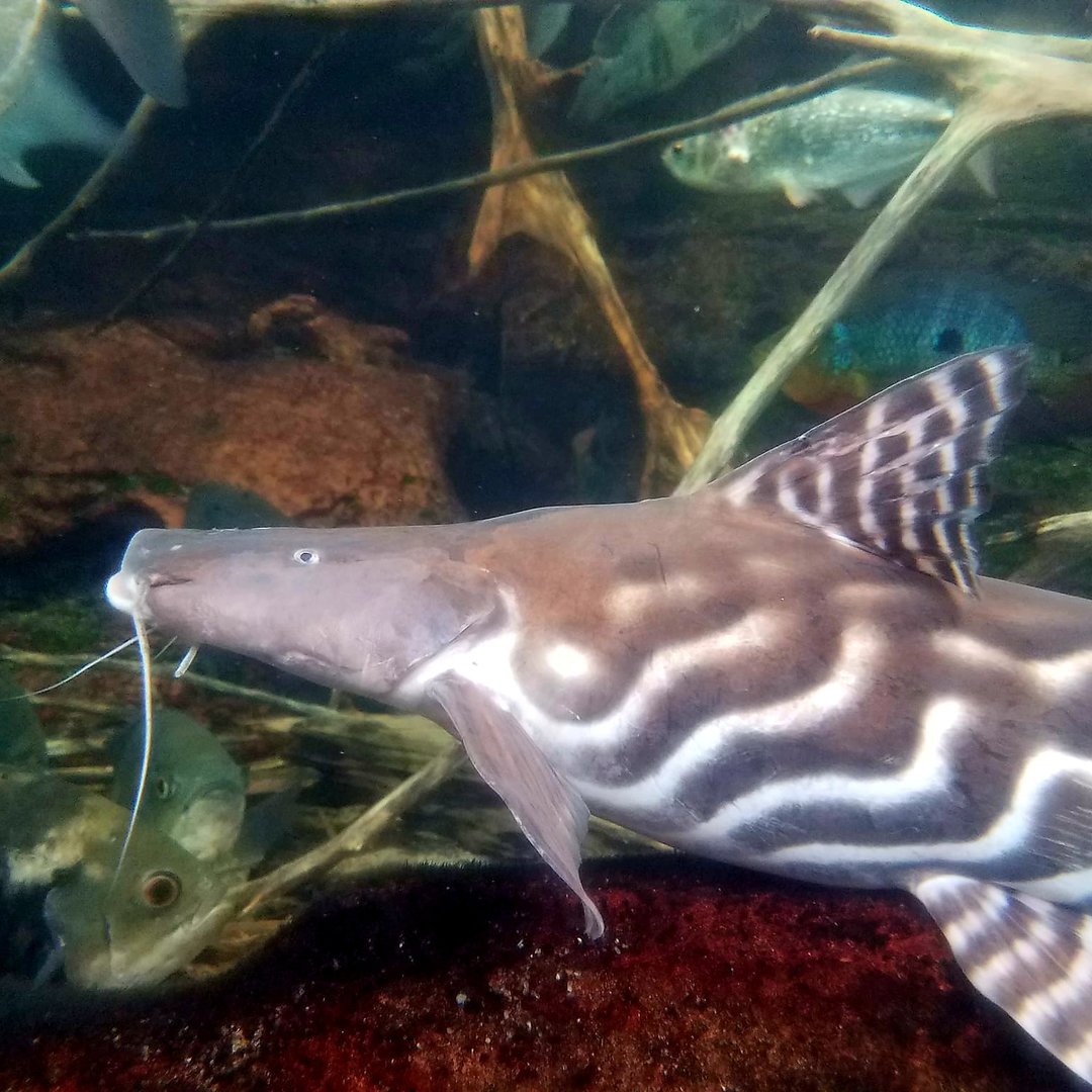 Zebra Shovelnose Catfish (Brachyplatystoma tigrinum)