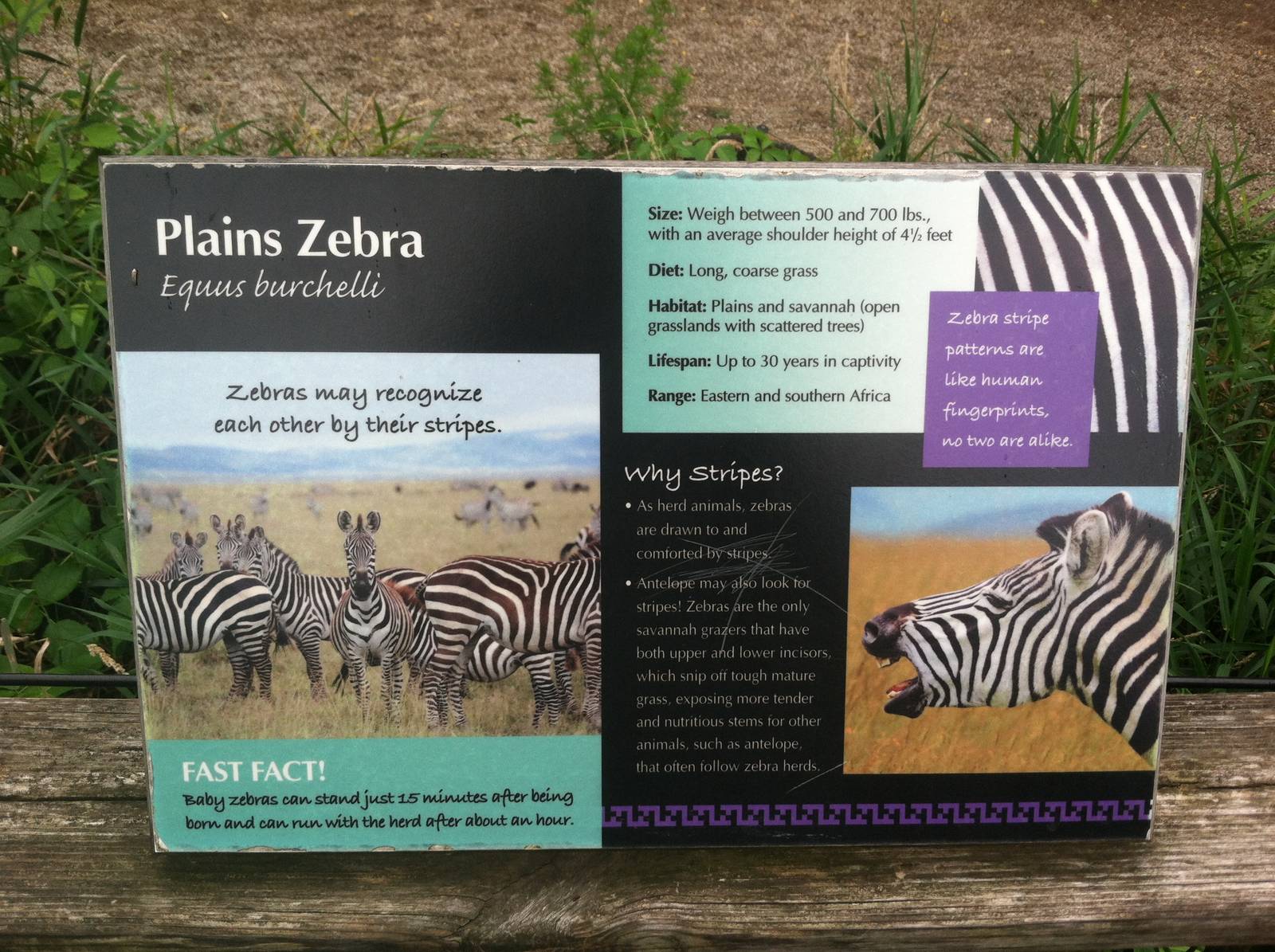 Zebra Signage
