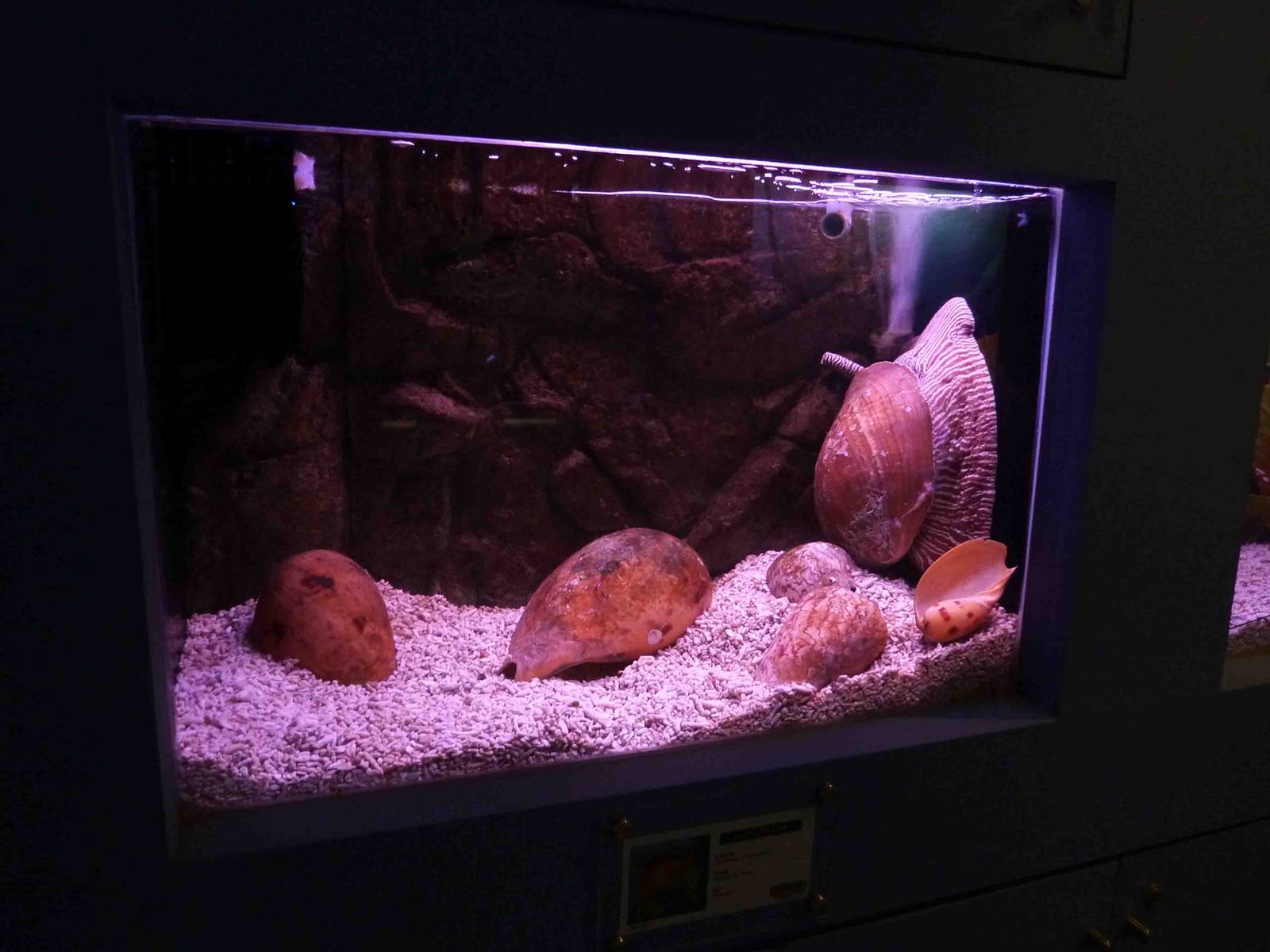 Zebra snail, May 2013.