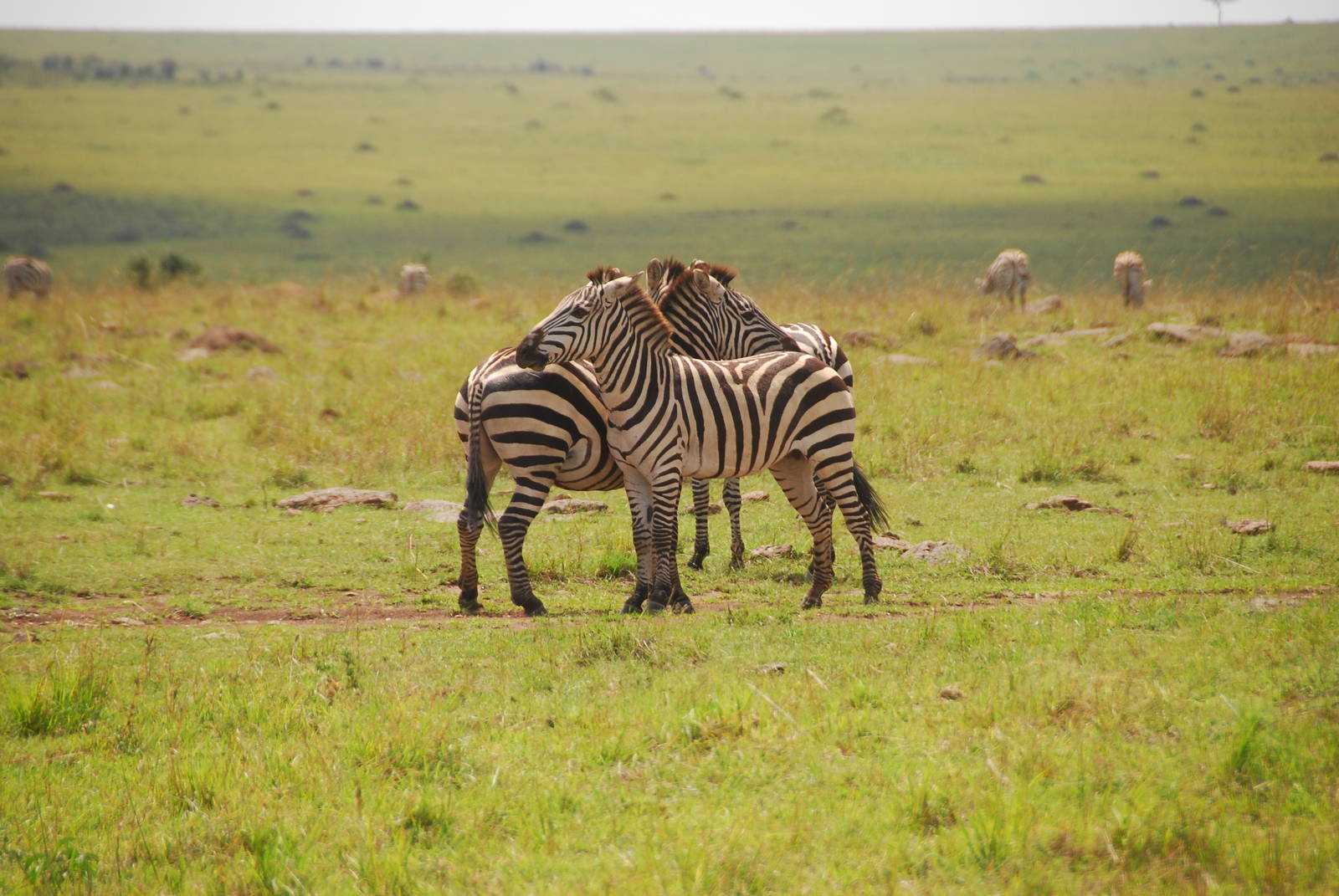 Zebra Socialization - Masai Mara NR