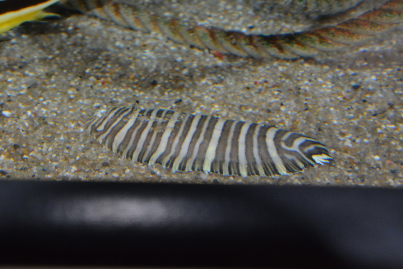 Zebra sole (Zebrias zebrinus)