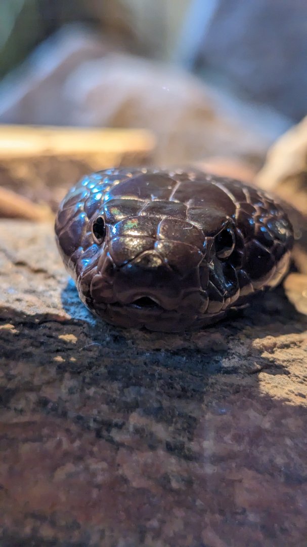 Zebra spitting cobra (April 7, 2024)