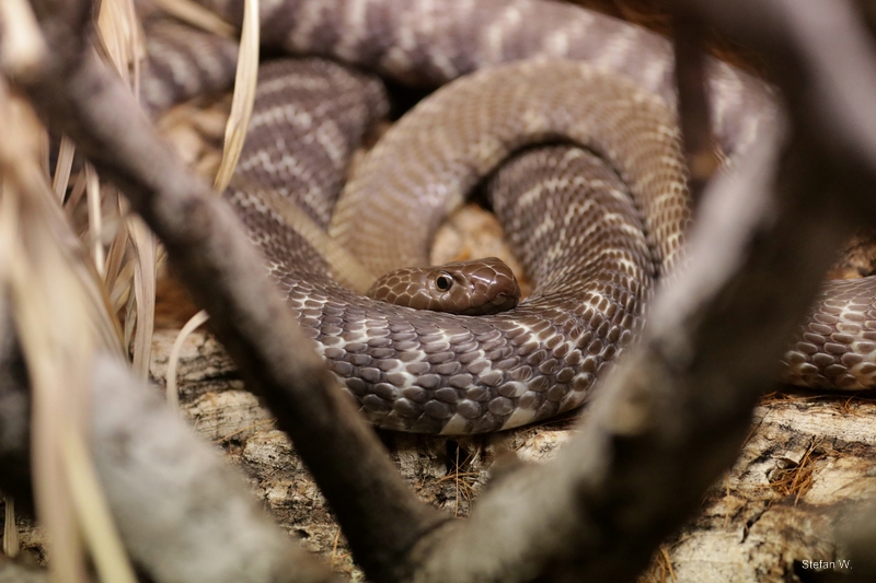 Zebra spitting cobra (Naja nigricinta nigricinta)