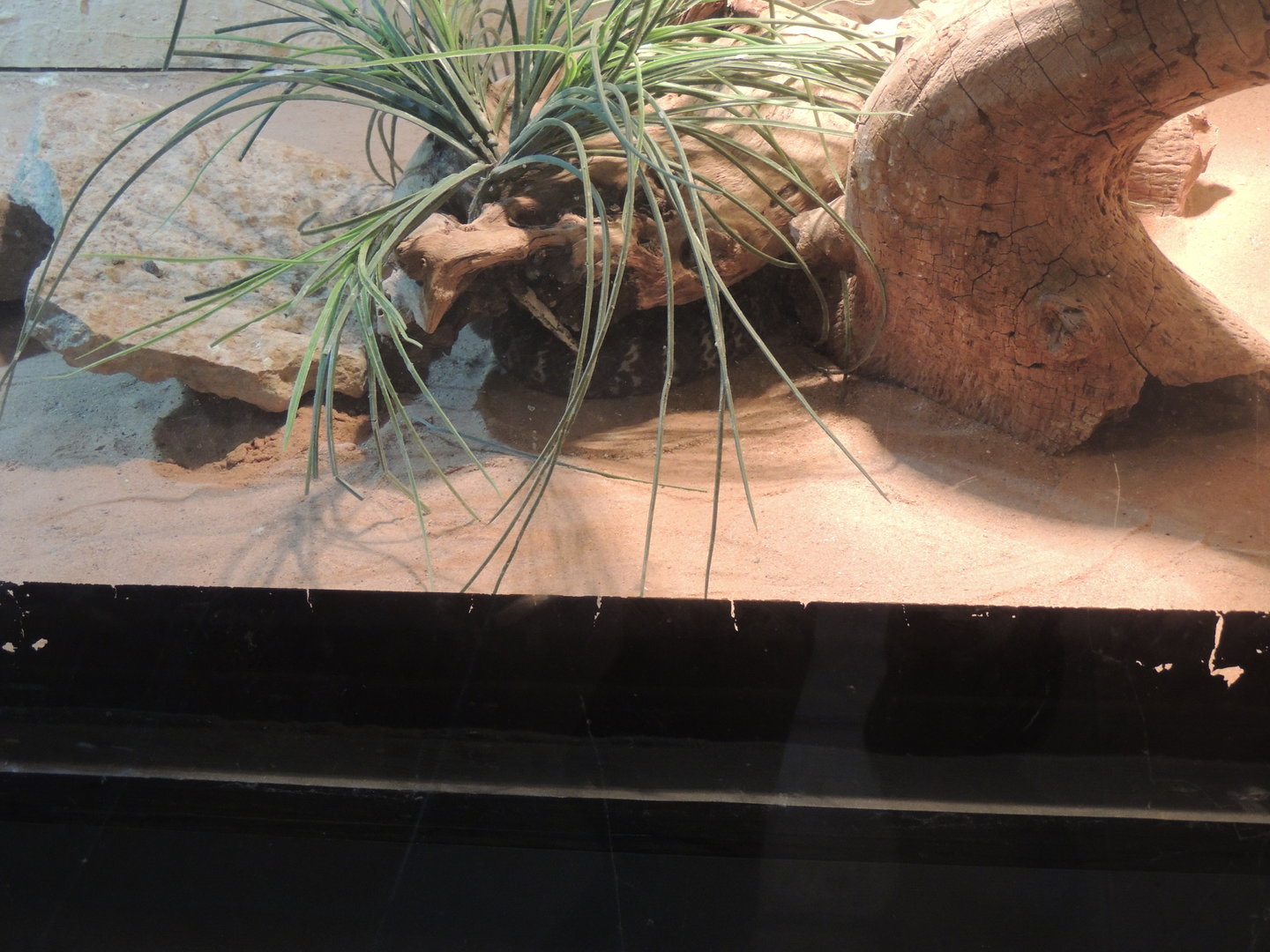 zebra spitting cobra