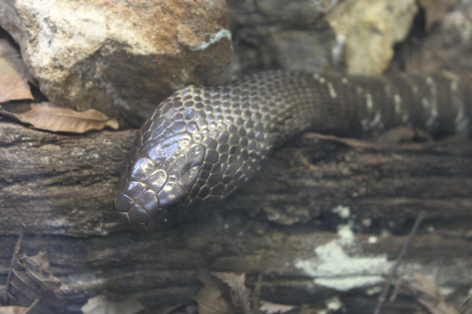 Zebra Spitting Cobra