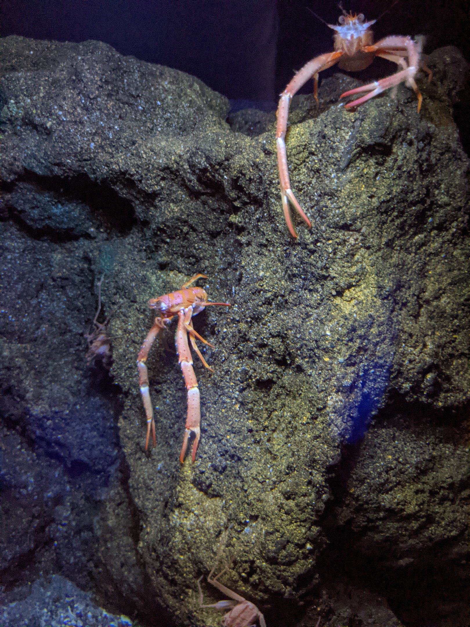 Zebra Squat Lobster (Munida zebra)