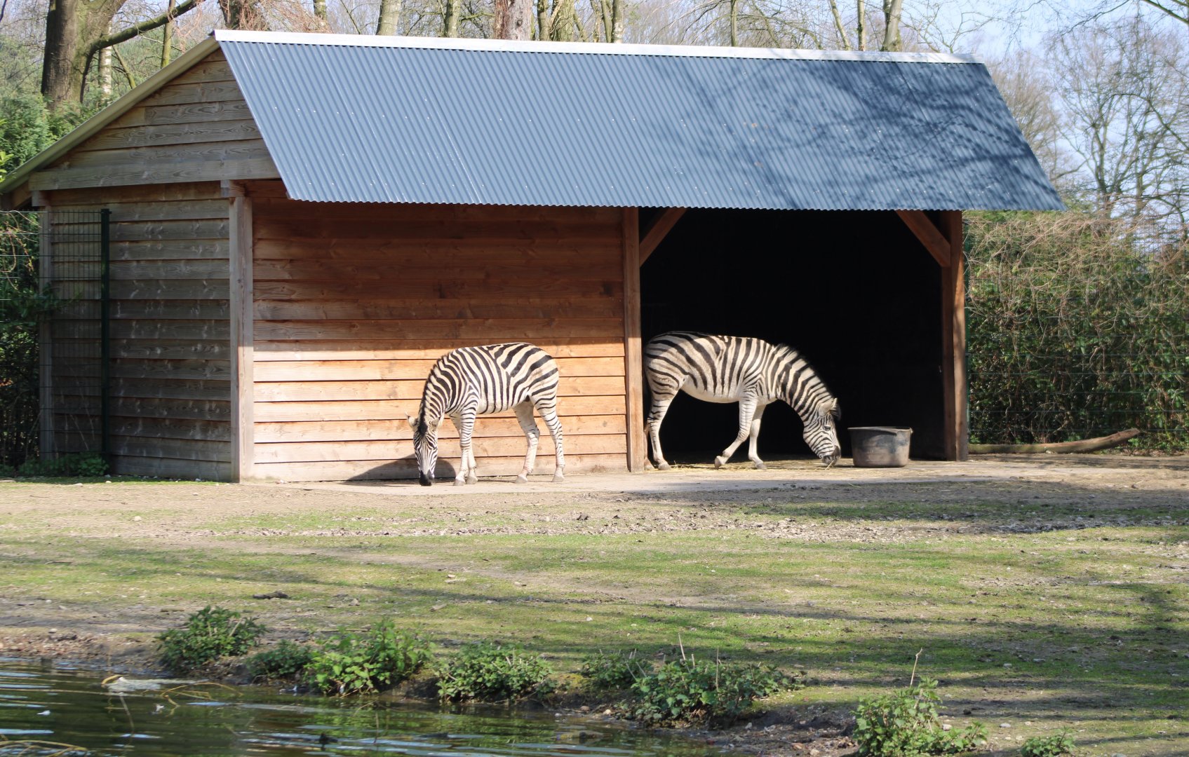 Zebra stable