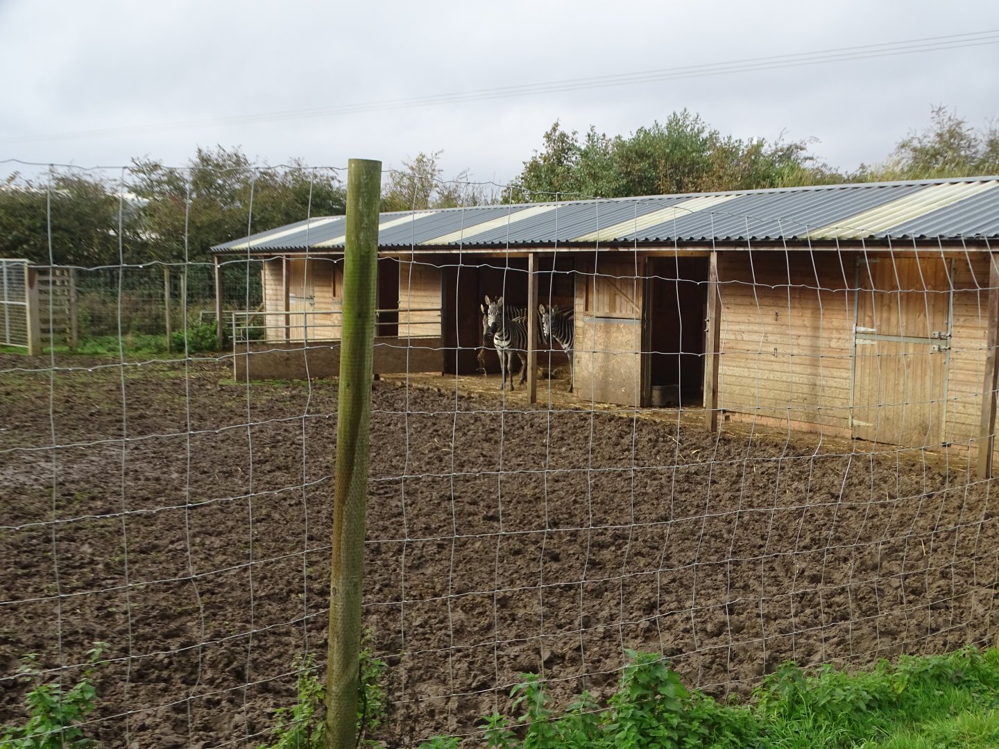 Zebra stabling, 12th October 2024