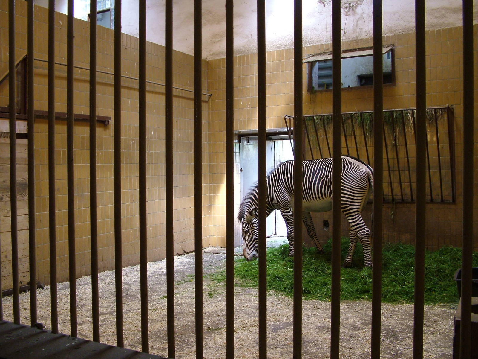 Zebra Stall at Ostrava, 29/05/10