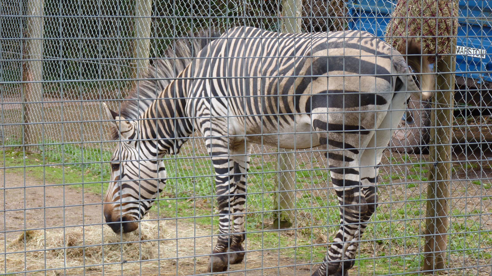 Zebra stallion  6 October 2010