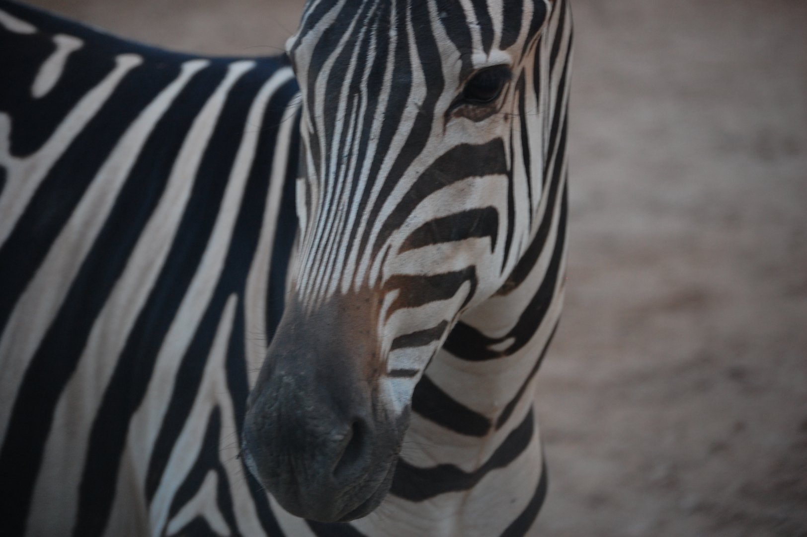 Zebra stallion - Peshawar Zoo 20/10/2018