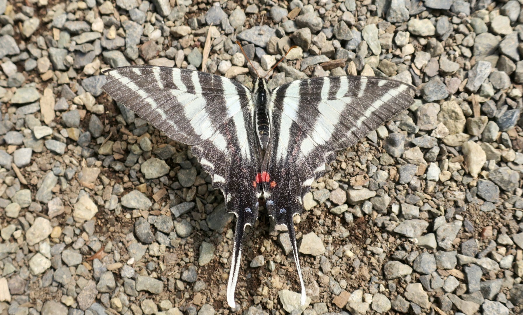 Zebra Swallowtail (Eurytides marcellus)