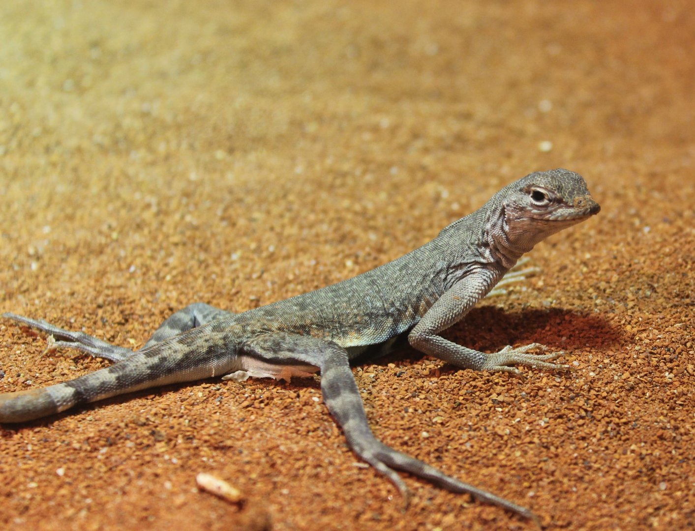 Zebra-tailed lizard - Callisaurus draconoides