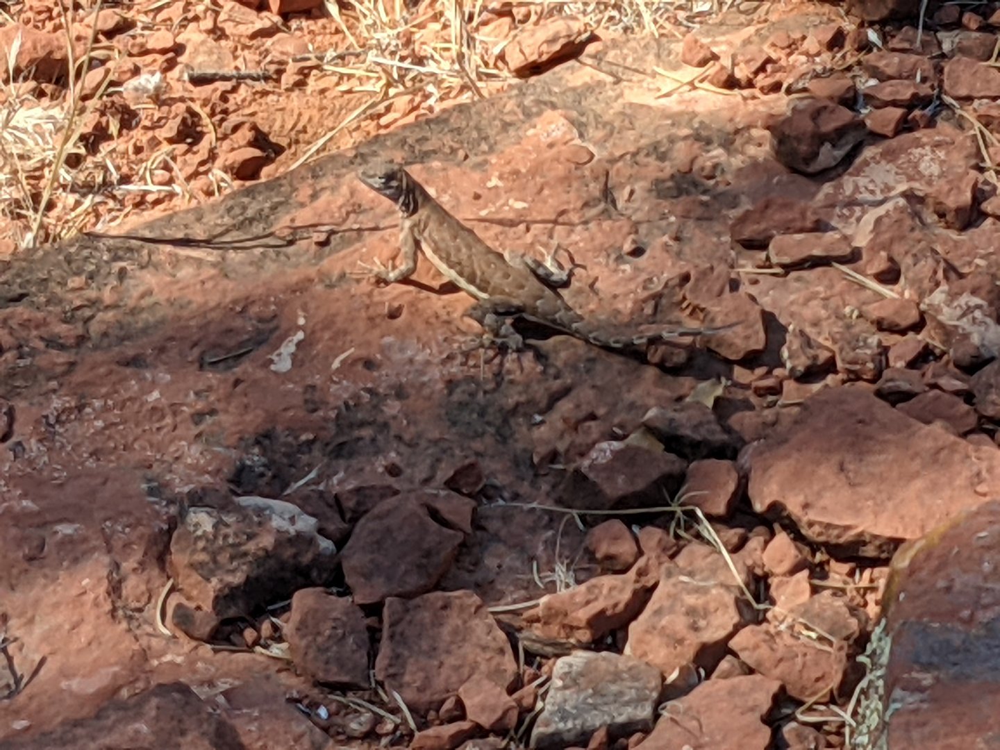 Zebra-tailed lizard (Callisaurus draconoides)