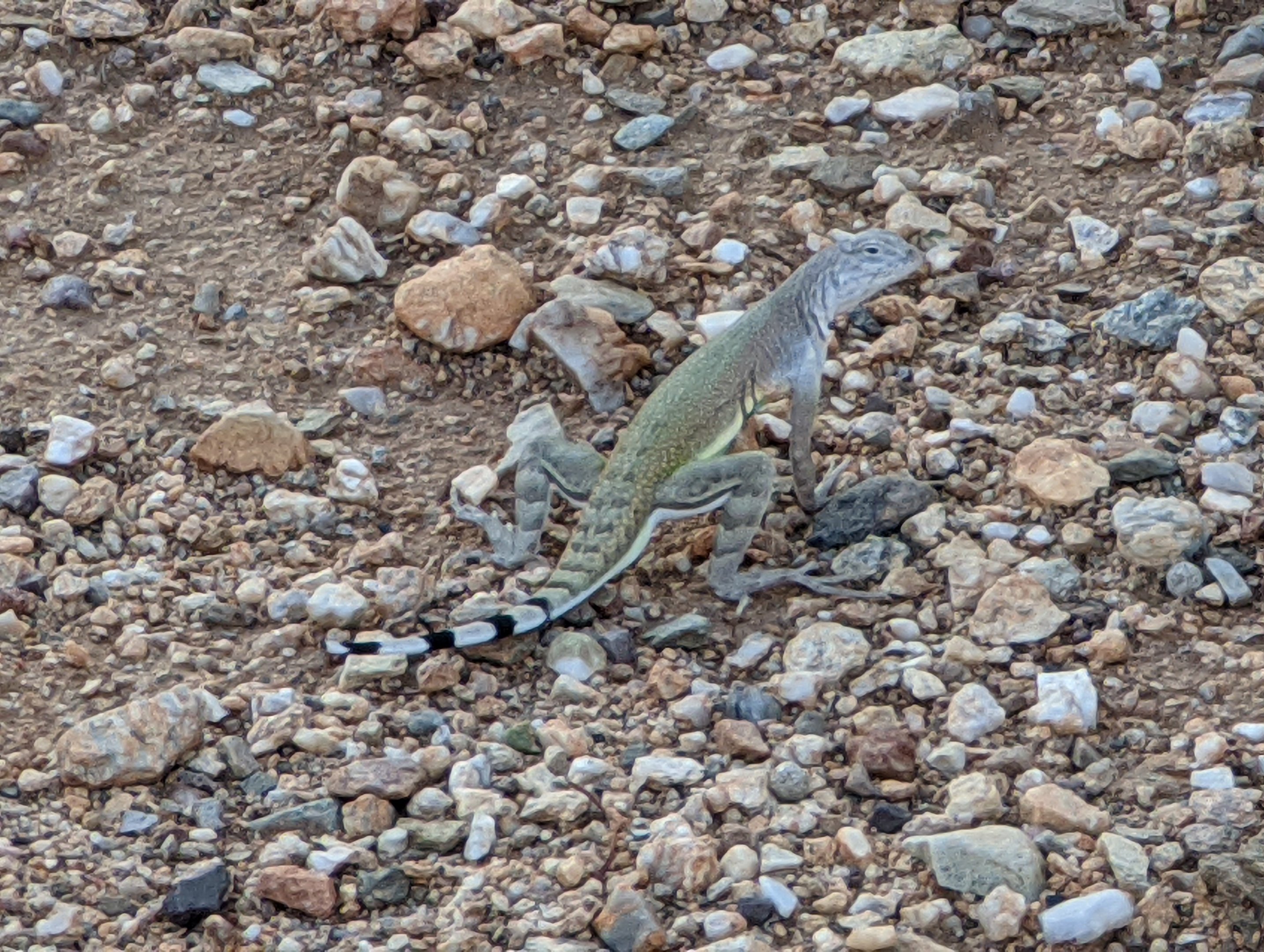 Zebra-tailed lizard (Callisaurus draconoides)