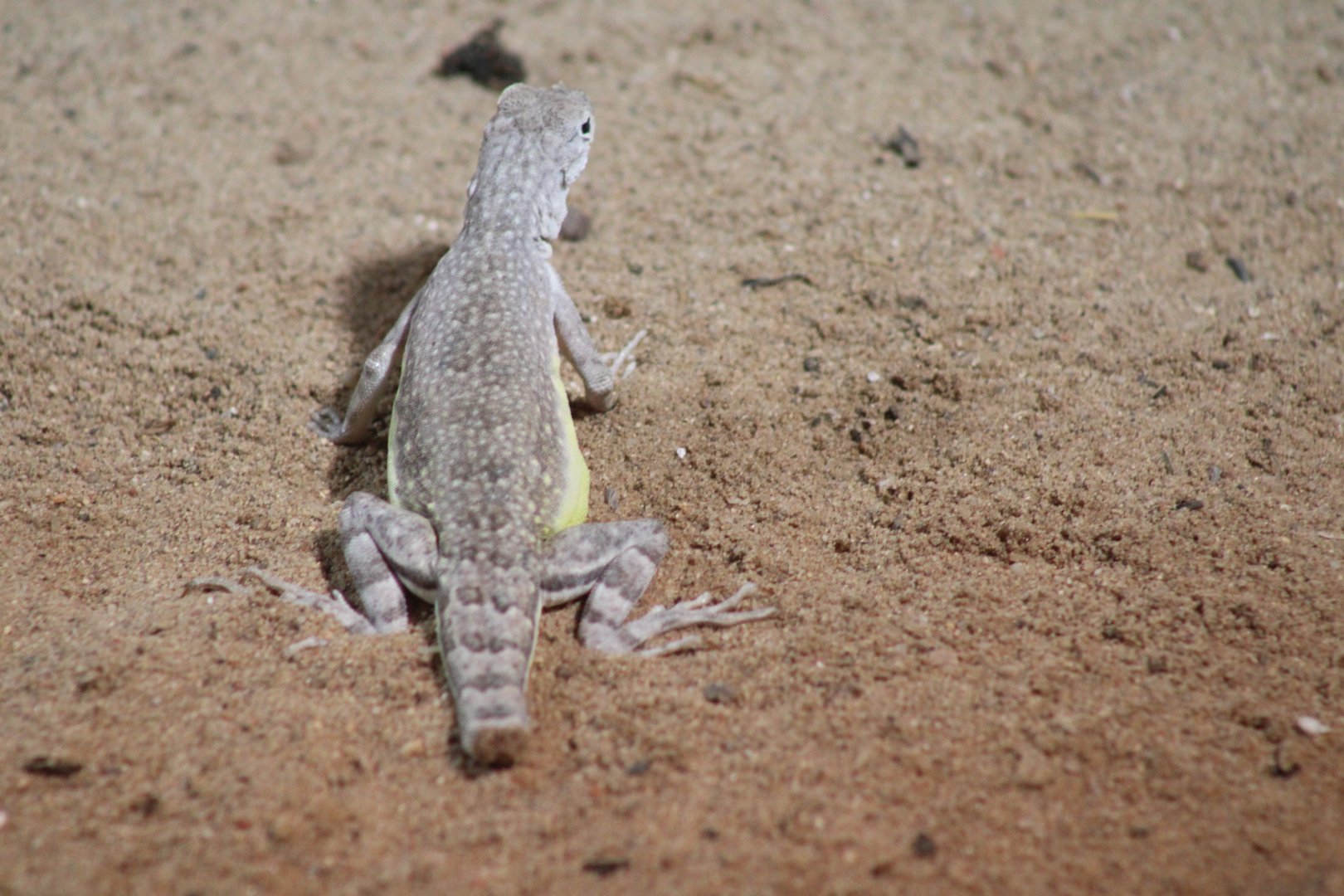 Zebra-tailed Lizard